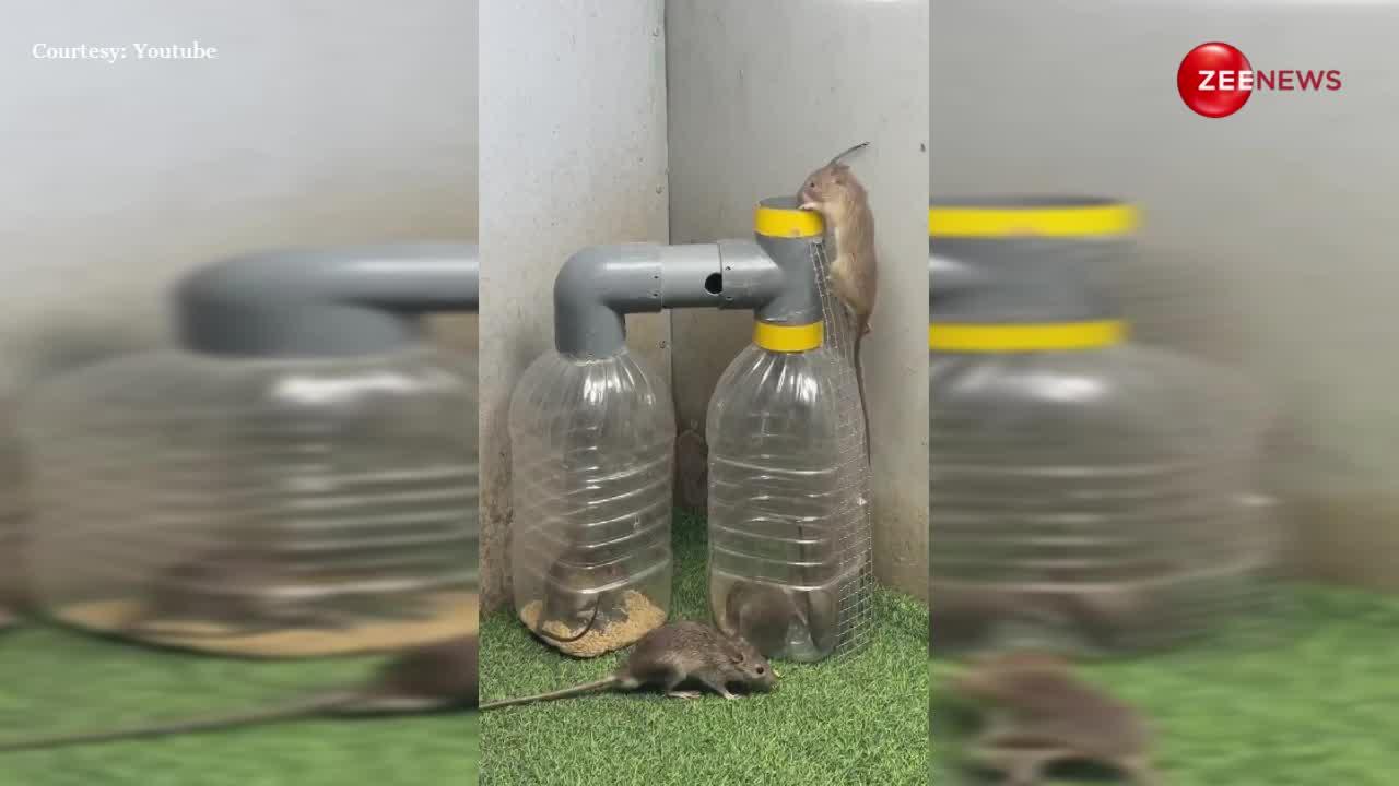 Desi Jugad Video: आपने नहीं देखा होगा चूहे पकड़ने का ऐसा देशी जुगाड़, टेलेंट देख चकारा जाएगा आपका सिर!