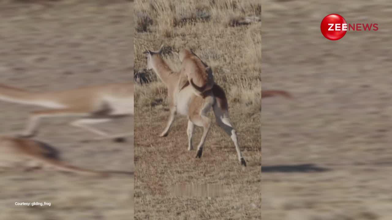 तेंदुए पर भारी पड़ गया हिरण, दो बार लगातार पटकनी देकर बचाई अपनी जान, देखें Video