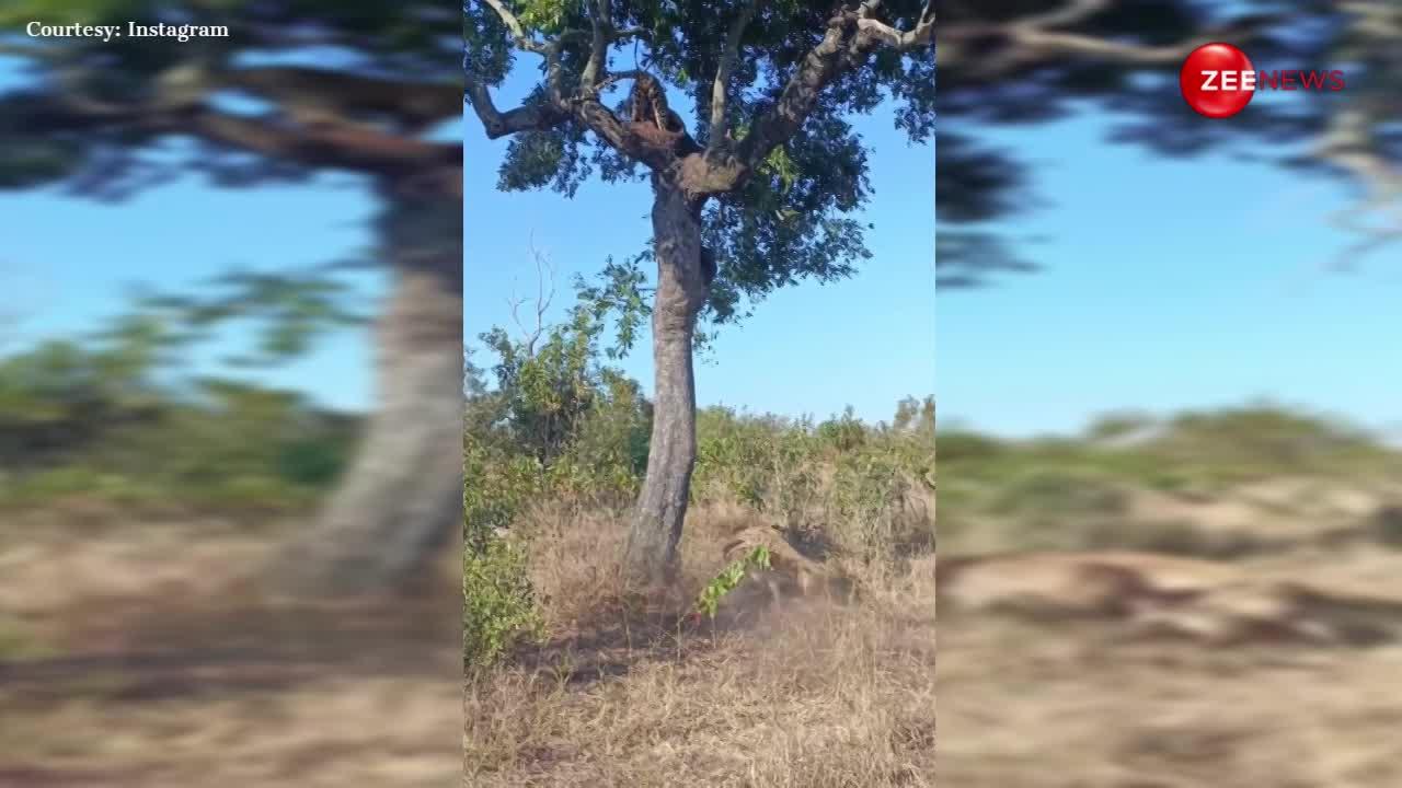 पेड़ से धड़ाम जमीन पर गिरा तेंदुआ और उसका शिकार, नीचे खड़े लकड़बग्घों की तो मौज हो गई