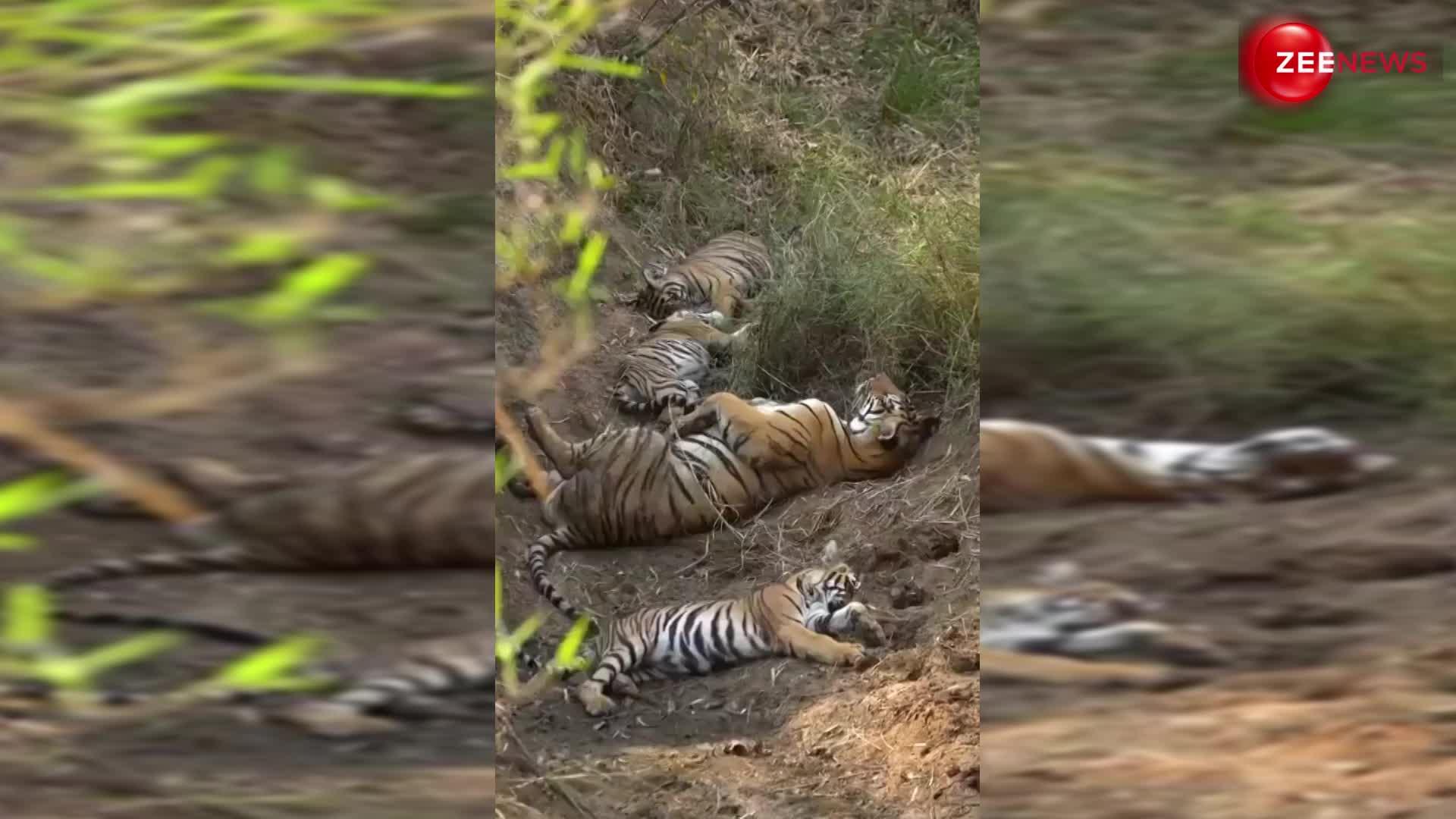 जंगल में पेड़ की छांव के नीचे झपकी लेता दिखा बाघ का पूरा परिवार, आज से पहले नहीं देखा होगा ऐसा नजारा