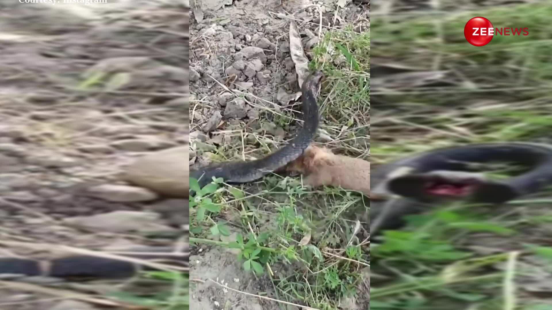 नेवले ने कोबरे की तरफ बढ़ाया दोस्ती का हाथ, खेत में दोनों एक-दूसरे के साथ खेलते आएं नजर
