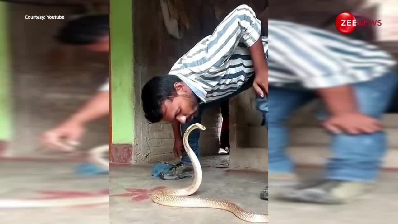 किंग कोबरा को किस करना पड़ा इस शख्स को भारी, मौत को दावत देता दख भड़के लोग