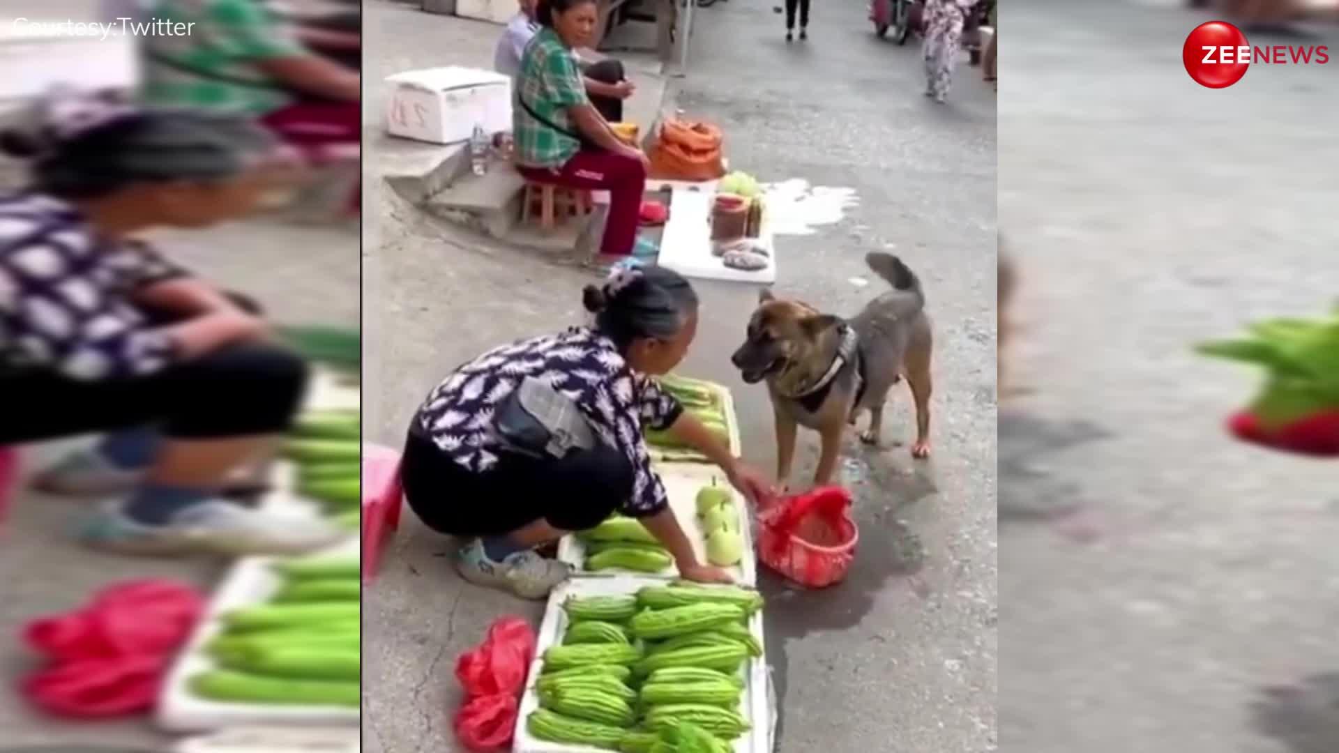 Viral: सब्जी खरीदने मुंह में टोकरी दबाए कुत्ता पहुंचा बाजार, वीडियो देख लोग हुए हैरान