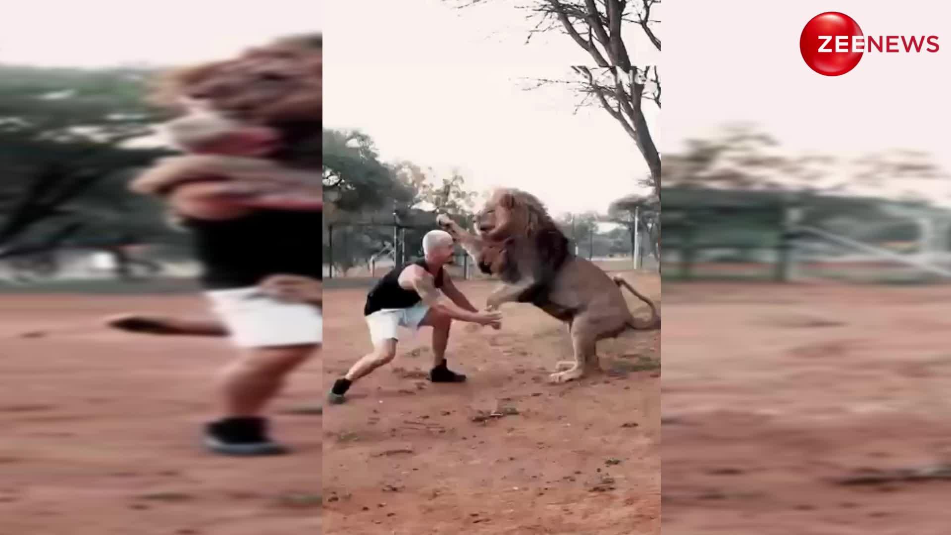 Lion viral video:जंगल के राजा शेर ने आदमी के सामने लगाई ऐसी छलांग, देख कांप जाएगी आपकी रूह