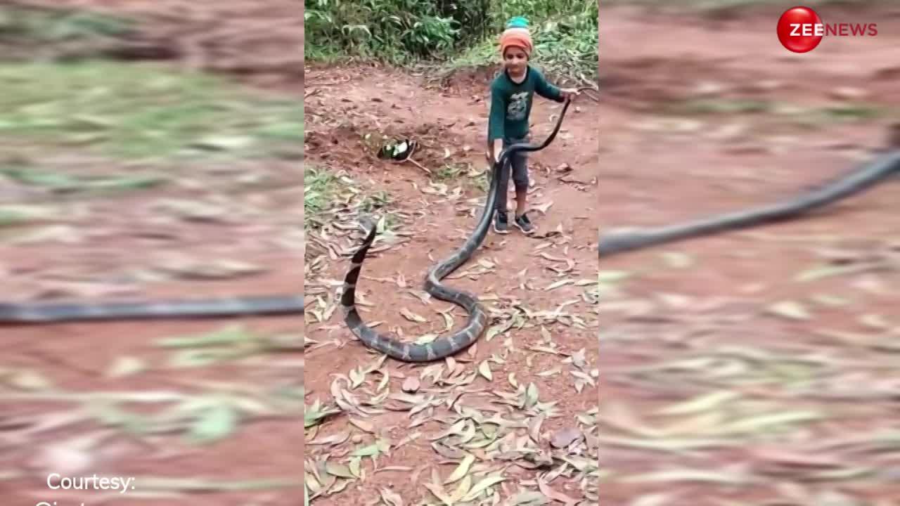 खतरनाक भारतीय King Cobra से खेलता है ये 6 साल का बच्चा,  बिना डरे पूंछ पकड़कर करने लगा जंगल की सैर