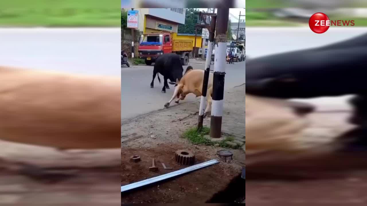 सांडों के बीच हुई भयंकर लड़ाई, दिखाया अपनी सींग का जोर, दी ऐसी पटकनी कि वीडियो देख रह जाएंगे दंग