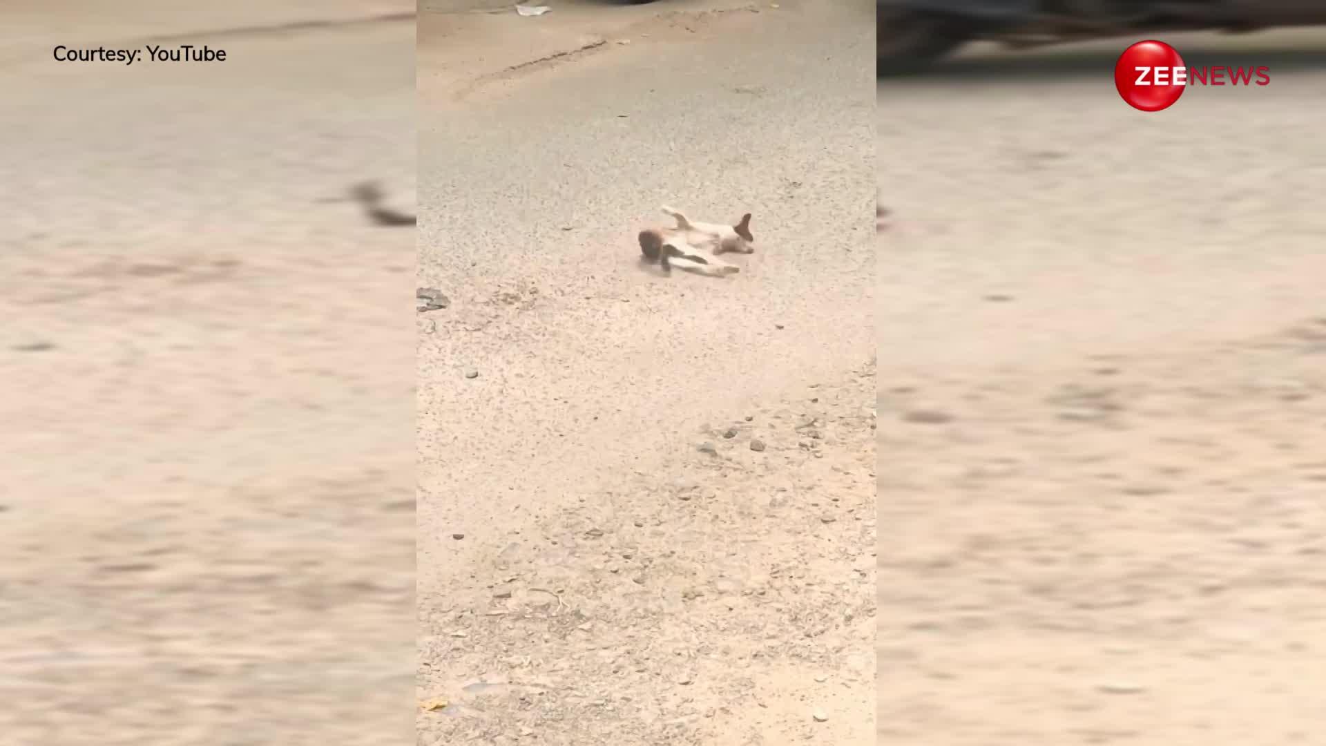 अकेली सड़क पर तड़पती रही बिल्ली, पास से देखते हुए निकल गए लोग, किसी ने नहीं की मदद