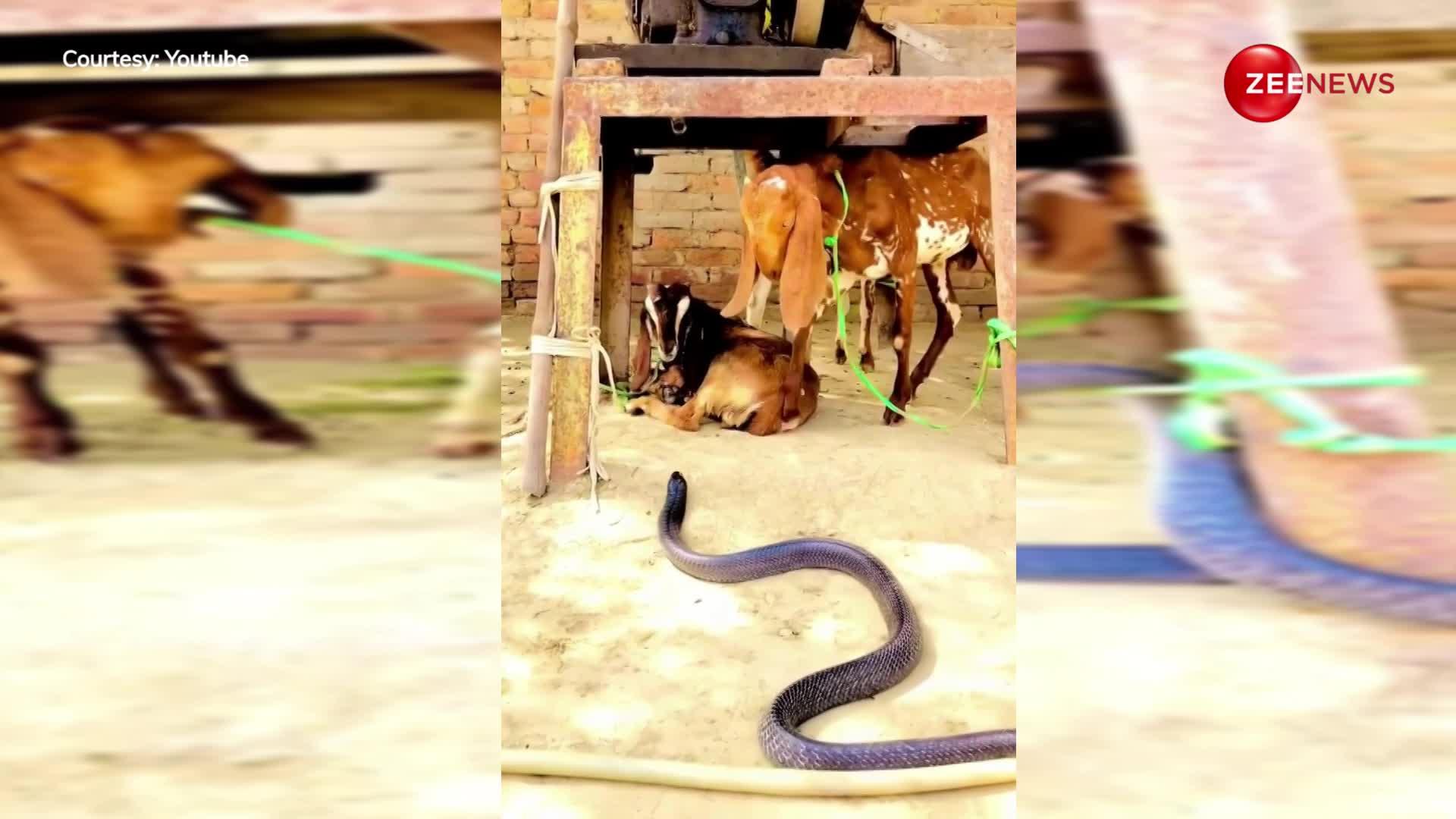 कमजोर दिल वाले ना देखें ये वीडियो! दुनिया के सबसे खतरनाक और लंबे सांप ने बकरियों पर कर दिया हमला