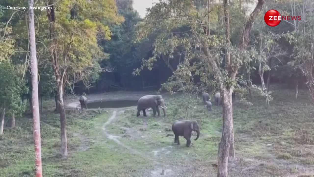 Elephant Video: जंगल में मौज उड़ाता दिखा हाथी का पूरा परिवार, शानदार वीडियो हुआ इंटरनेट पर वायरल