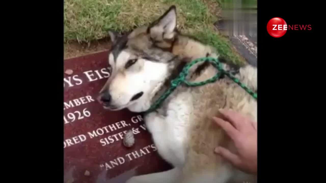 मालिक की मौत के बाद भी एक साल तक इंतज़ार करता रहा कुत्ता, वीडियो देख आंखें हो जाएगी नम