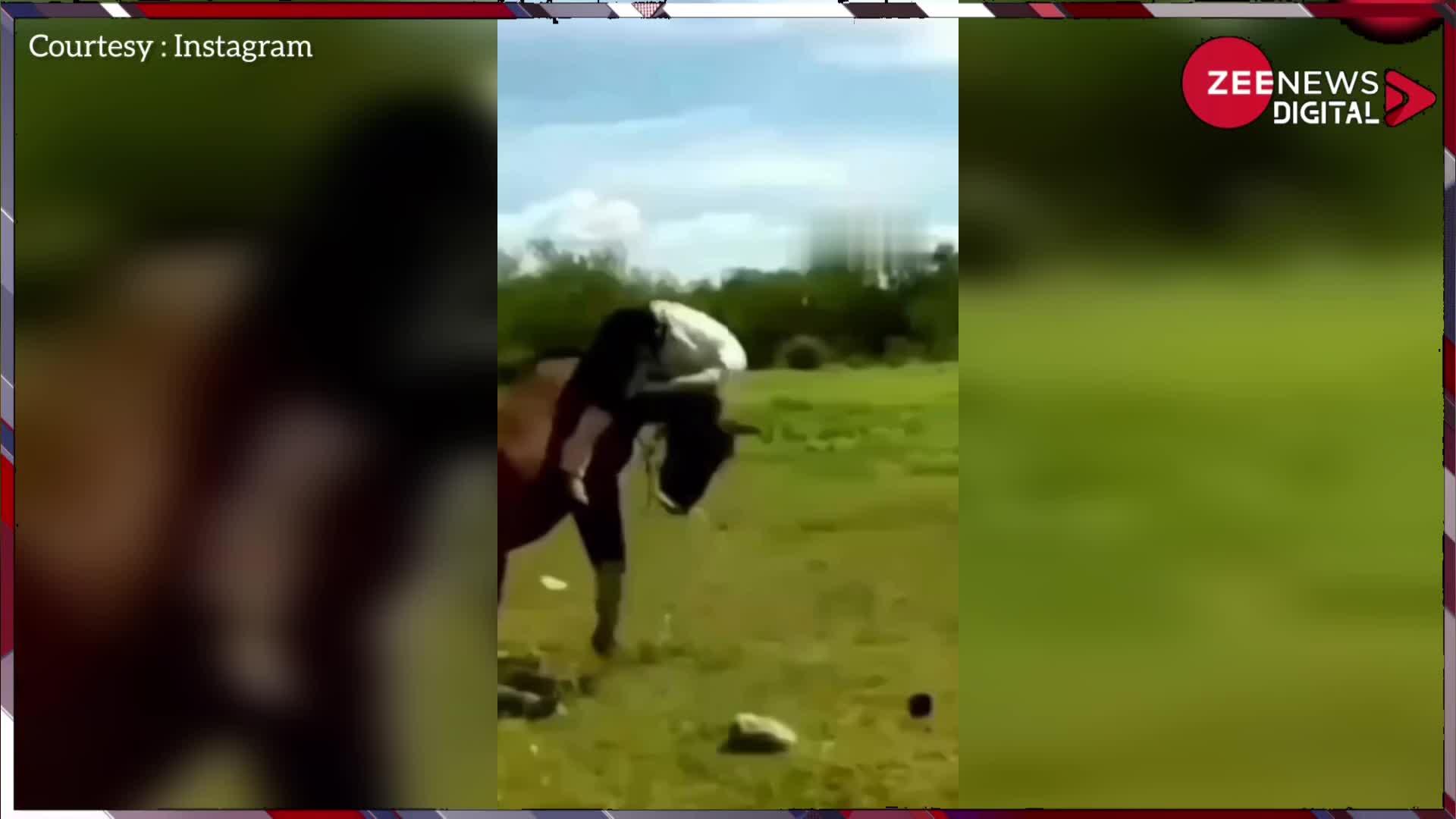 Viral: घुड़सवारी के दौरान बौखलाया घोड़ा, शख्स को मारी ऐसी लात, फुटबाल की तरह हो गया गोल! देखें वीडियो