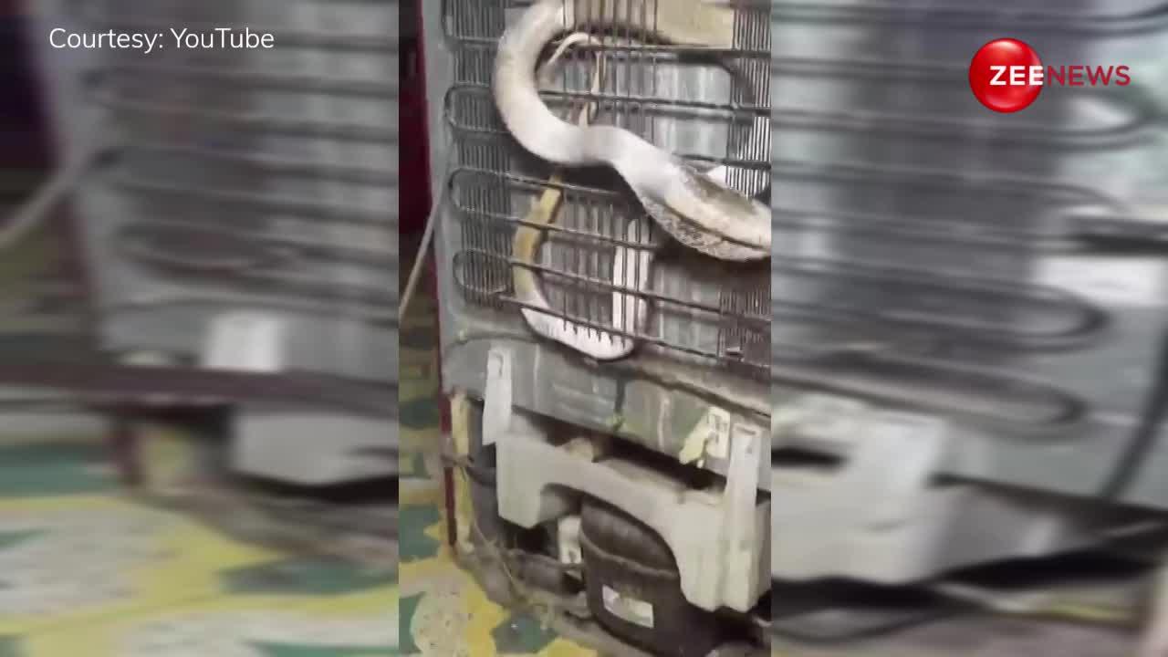 King Cobra: फ्रिज के पीछे छिपा था खतरनाक किंग कोबरा, निकालने में हालत हुई खराब; रोंगटे खड़े कर देगा ये डरावना वीडियो