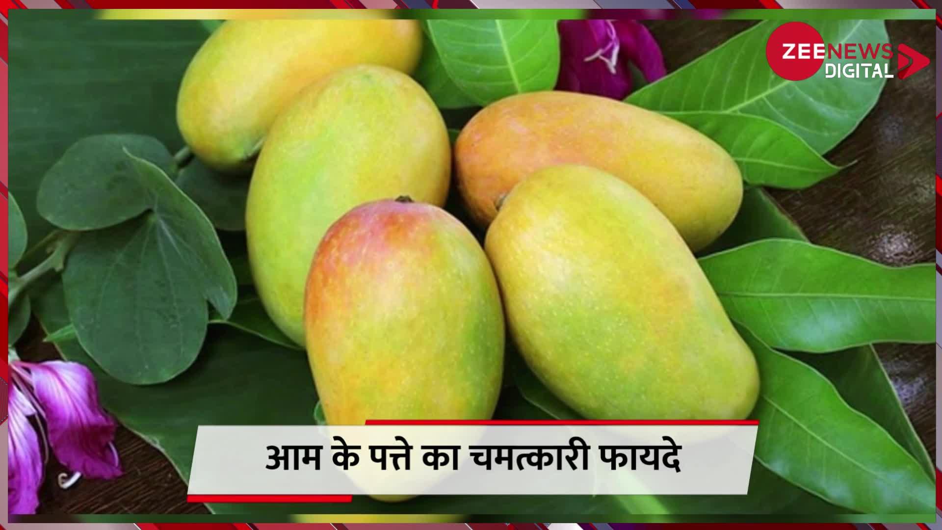 Mango Leaves: Diabetes से राहत दिलाएंगे आम के पत्ते, जानिए इसके अन्य चमत्कारी फायदे