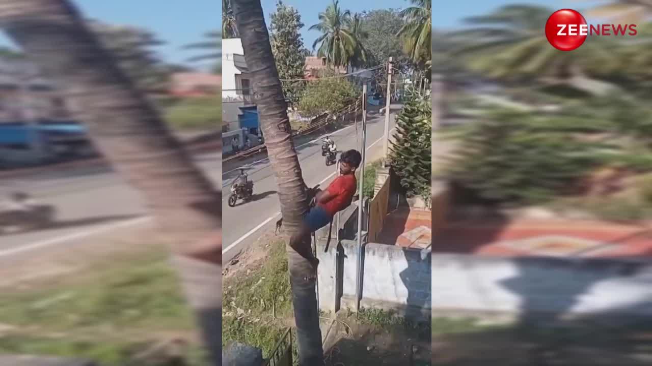Jugaad Video: पेड़ काट रहे शख्स ने लगाया जबरदस्त दिमाग, वीडियो देख जुगाड़ की तारीफ करने लगेंगे आप