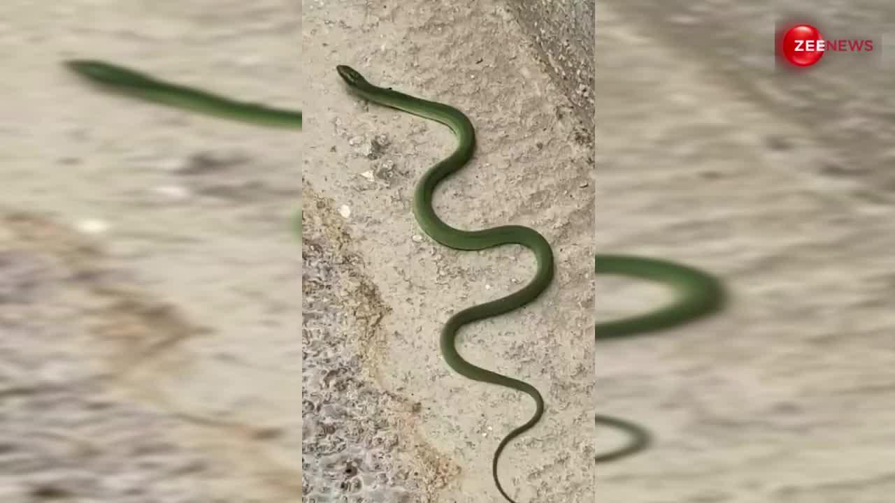 King Cobra: हरे रंग का कोबरा देख लोगों ने मचाया हंगामा, लेकिन उसकी फुर्ती देख सब रह गए दंग