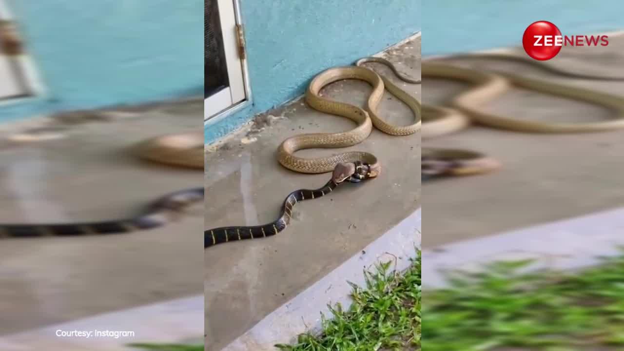 दो कोबरा सांपों की हुई भयंकर लड़ाई, एक ने पूंछ से बांध डाला दूसरे का मुंह, फिर...