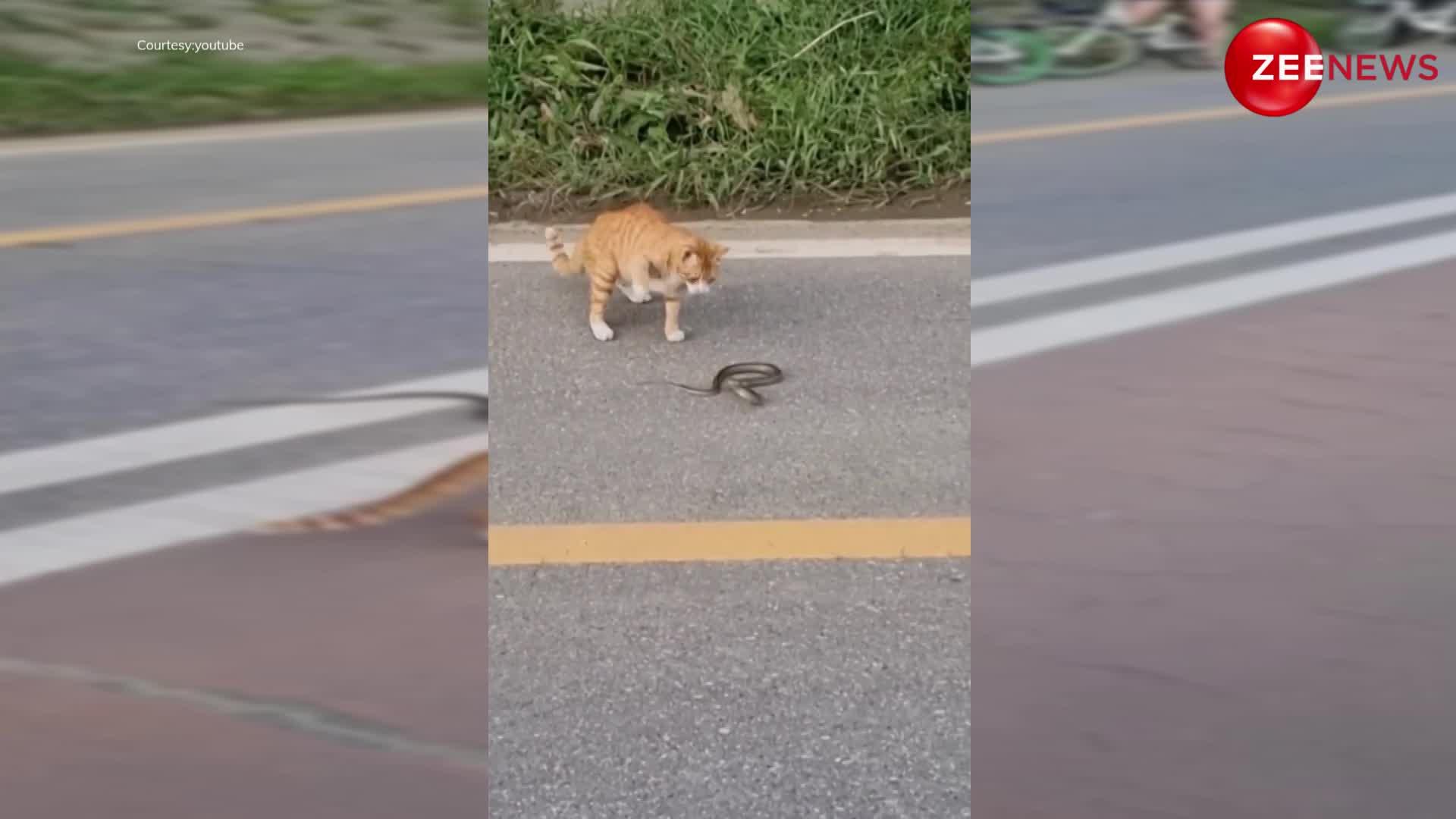 Cobra Cat Video: रोड क्रॉस करते हुए सांप को देखते ही बिल्ली ने मार दिया पंजा, फिर हुआ कुछ ऐसा; देख भागने लगे लोग
