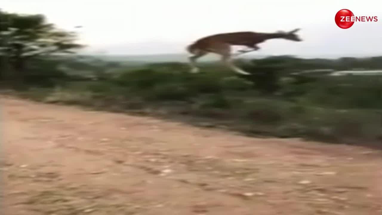 Deer Long Jump Video: स्पाइडर मैन की तरह हवा में उड़ते हुए हिरण ने पार की 30 फीट चौड़ी सड़क, देख बोले लोग- एक गोल्ड मेडल इसको भी दो...