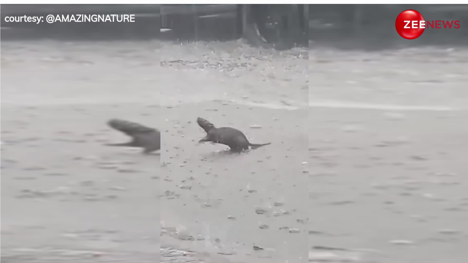 तेज बारिश देख खुशी से डांस करने लगा चूहा, सड़क पर दिखा गजब का नजारा- VIDEO