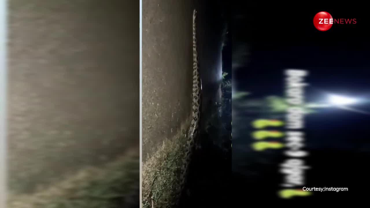 रात के अंधेरी में सड़क पार करते दिखा 20 फीट का सांप, कैमरे में रिकॉर्ड करते वक्त हालत हुई खराब