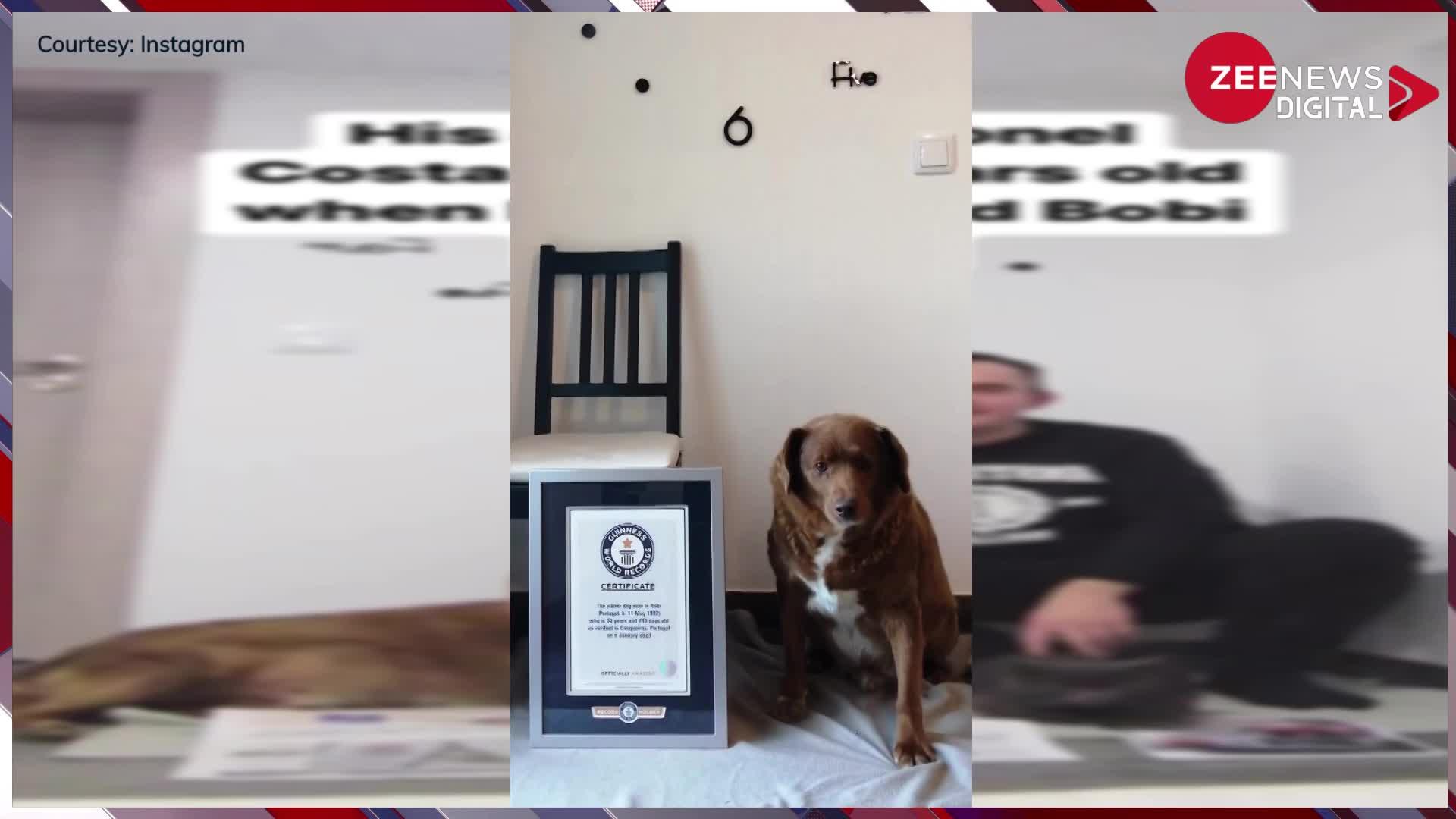 Viral: दुनिया का सबसे बुजुर्ग कुत्ता.... 30 साल के Bobi ने बनाया इतिहास, गिनीज बुक ऑफ वर्ल्ड रिकॉर्ड में हुआ नाम दर्ज