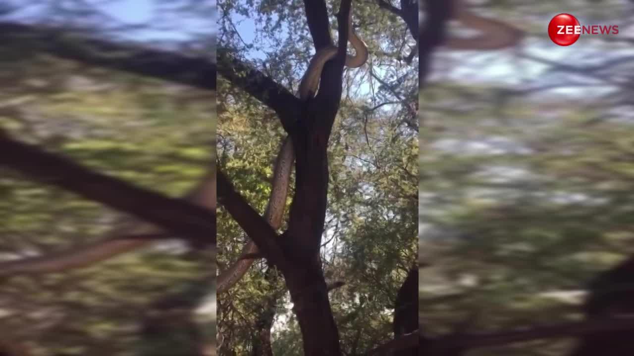 Video: भारत में पेड़ पर दिखा विशाल 'एनाकोंड़ा', इतने बड़े सांप के आगे अजगर भी हो गया फेल!