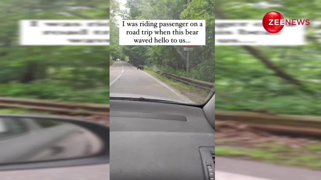 हाइवे पर गाड़ी वाले से भालू ने मांगी लिफ्ट, Video देख बोलेंगे कितना क्यूट है ये