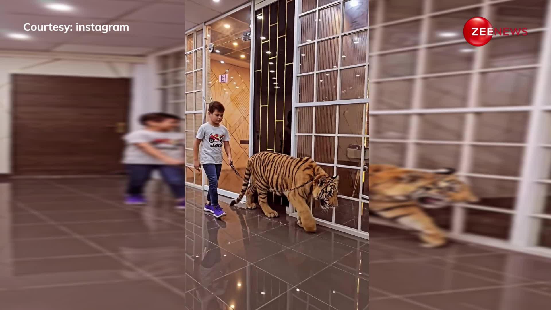 जंगली शेर को चैन से बांध अपने साथ घुमाता हुआ नजर आया 11 साल का शरारती बच्चा, वीडियो देख चकित रह गए लोग