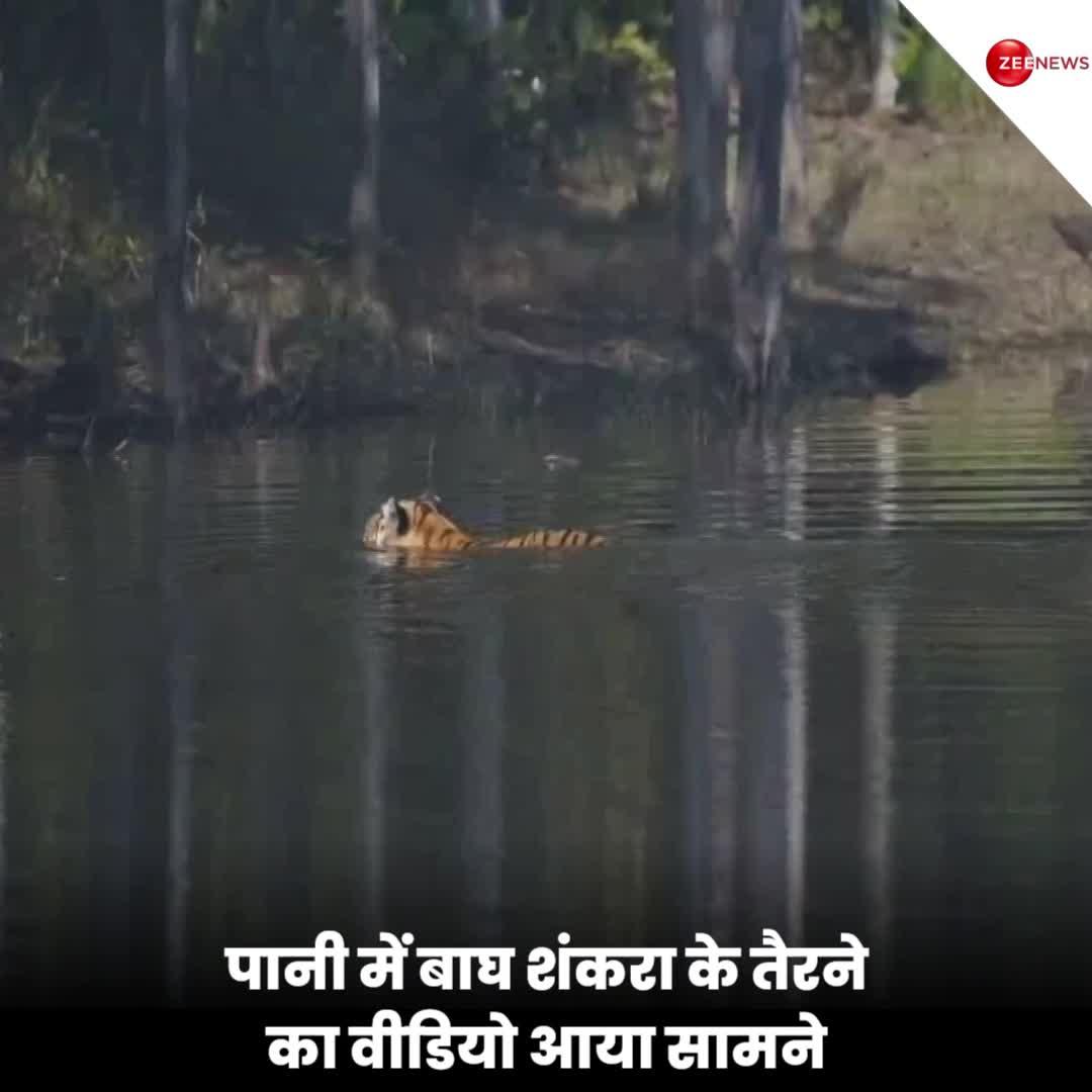 बाघ को पानी में तैरते देखा है? नर्मदापुरम में बाघ शंकरा के तैरने का वीडियो आया सामने