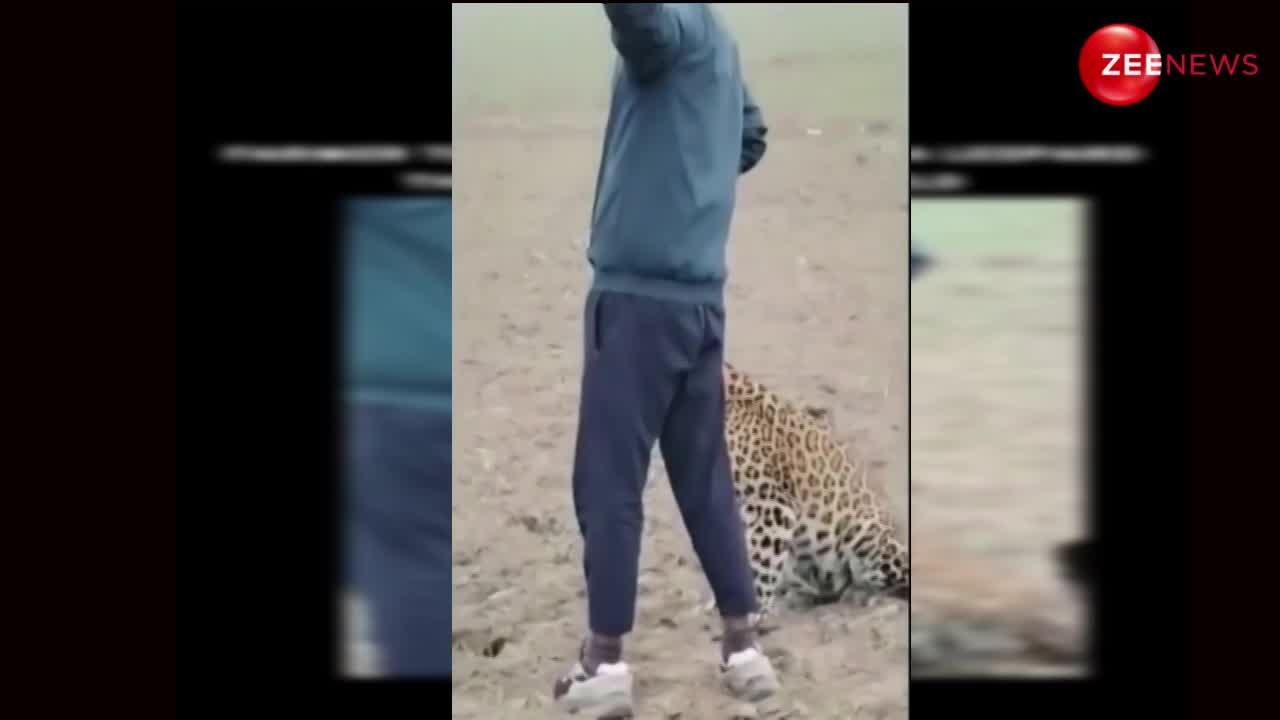 Video: खेत में घुसा तेंदुआ तो शख्स ने ले डाली एक से एक सेल्फी, ऐसा निडर बंदा देख उड़ जाएंगे होश