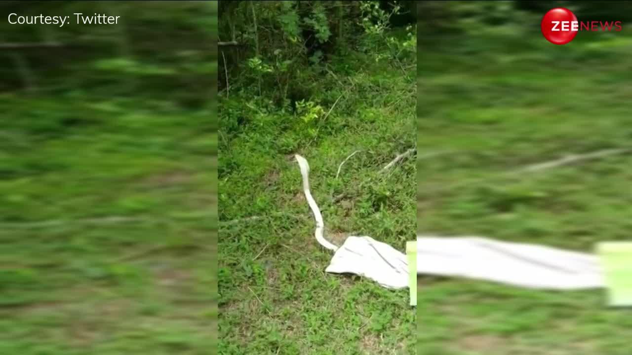 White Cobra: भारत में अब दिखा सफेद रंग का कोबरा, इतना जरीला और खतरनाक की पैरों तले खिसक जाएगी जमीन; सामने आया दिल दहलाने वाला वीडियो