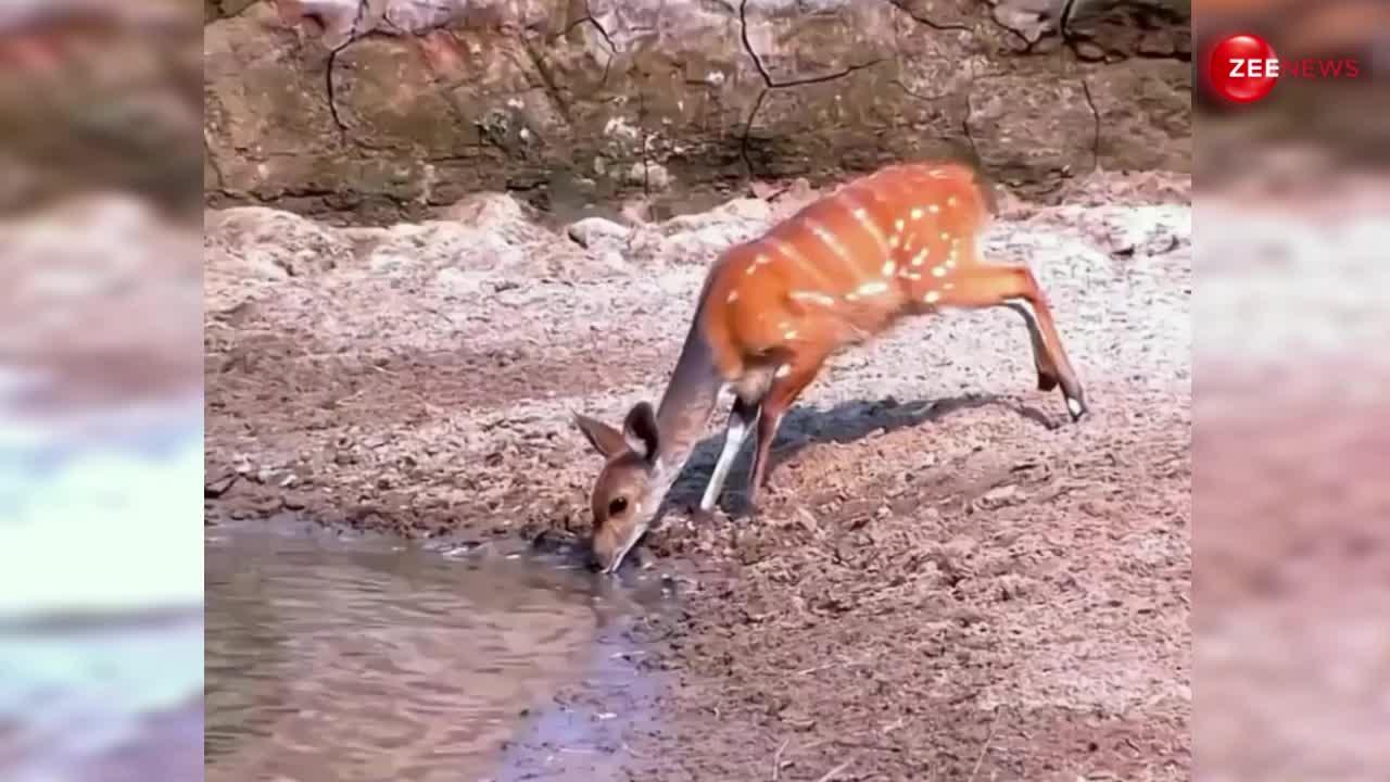 Deer Viral Video: शांति से पानी पी रहा था हिरण तभी अचानक मगरमच्छ ने कर दिया अटैक, मारी इतनी ऊंची छलांग कि...