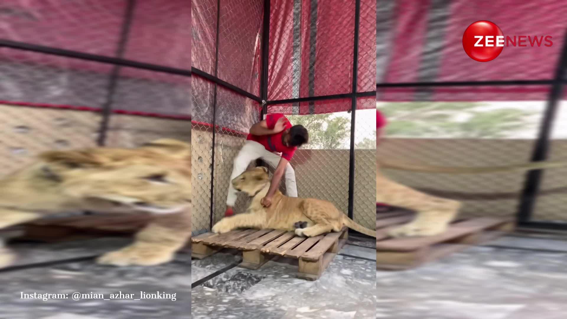 शेरनी से पंगा लेना बंदे को पड़ गया महंगा, 10 सेंकड में निकाल दी सारी हवाबाजी; देखें VIDEO