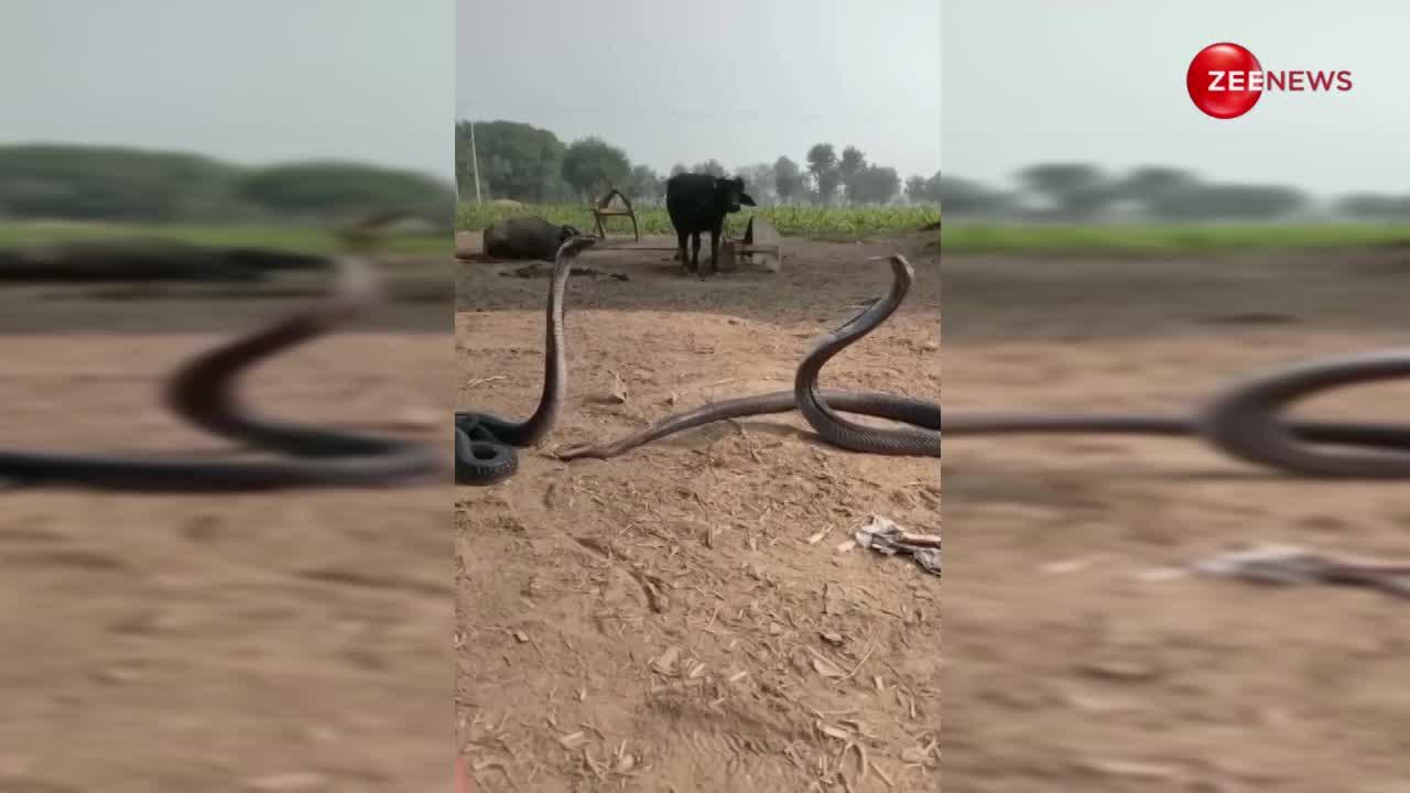 अकेली गायों को देख आ धमके दो कोबरा सांप, मारी ऐसी फुंफकार कि मच गई चीख पुकार