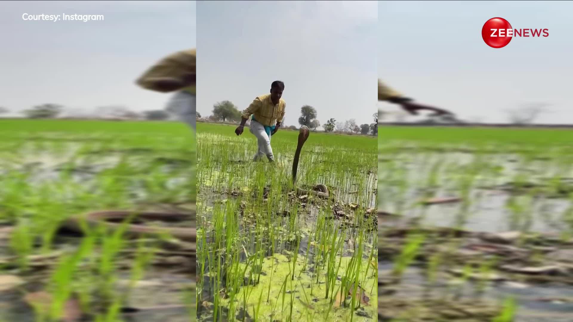 खेती करते-करते किसान को दिखा 25 फुट का सांप, रोज रात को खेत की रखवाली करता था ये किंग कोबरा