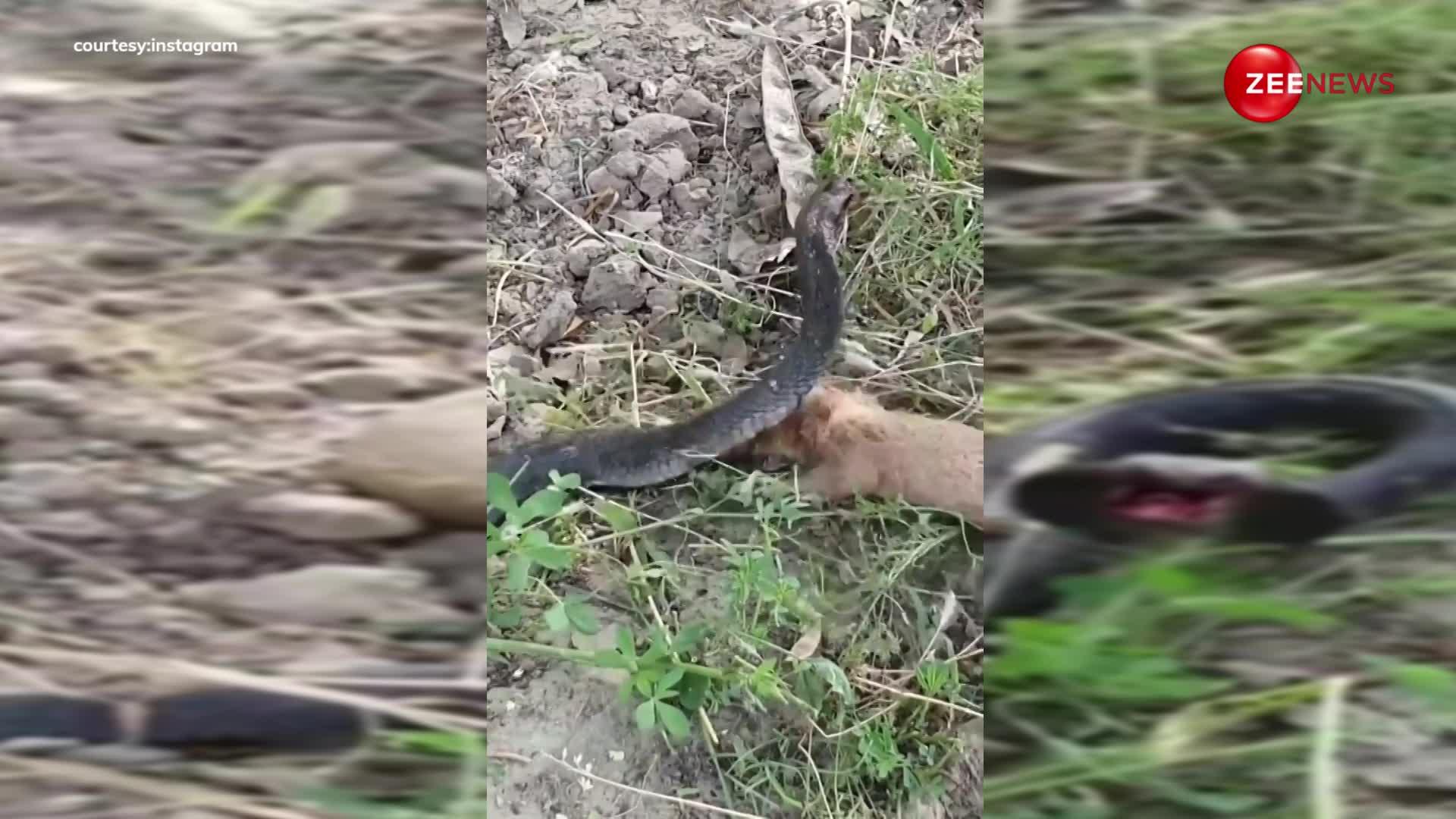 King Cobra से भिड़ गया छोटा सा नेवला, नेवले और सांप की खूनी लड़ाई का वीडियो हुआ वायरल