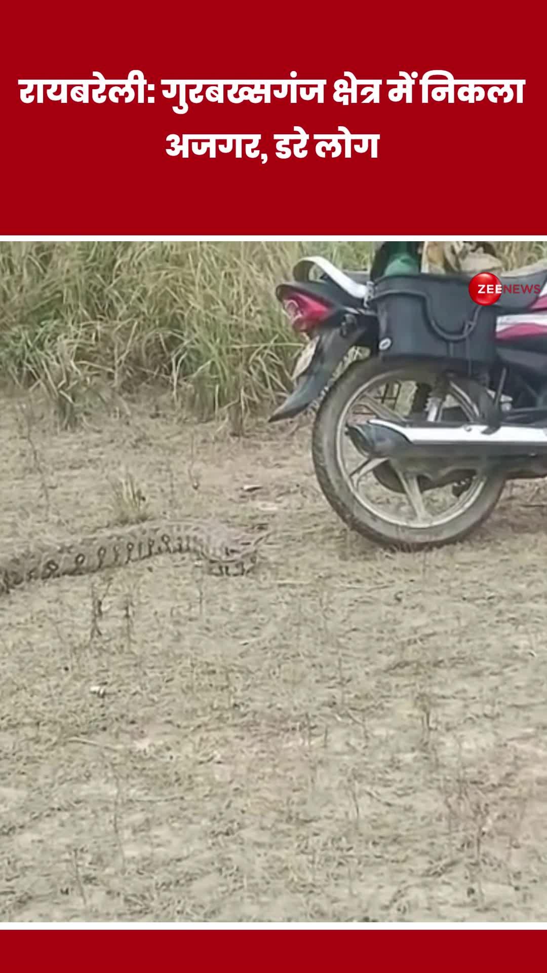 VIDEO: रायबरेली के गुरबख्सगंज क्षेत्र में निकला अजगर, डरे लोग