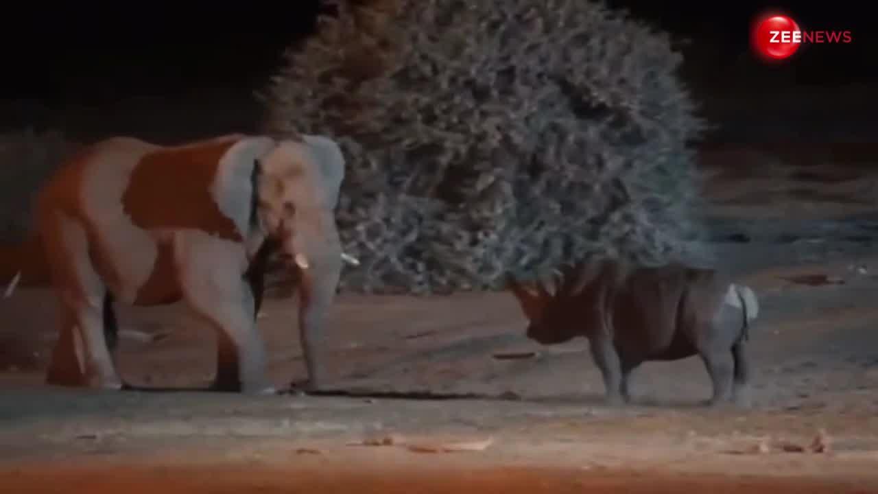 Elephant Viral: रात के अंधेरे में हाथी से भिड़ गया गेंडा, फिर क्या गजराज ने पटक-पटक कर पीटा..ला दी अकल ठिकाने...