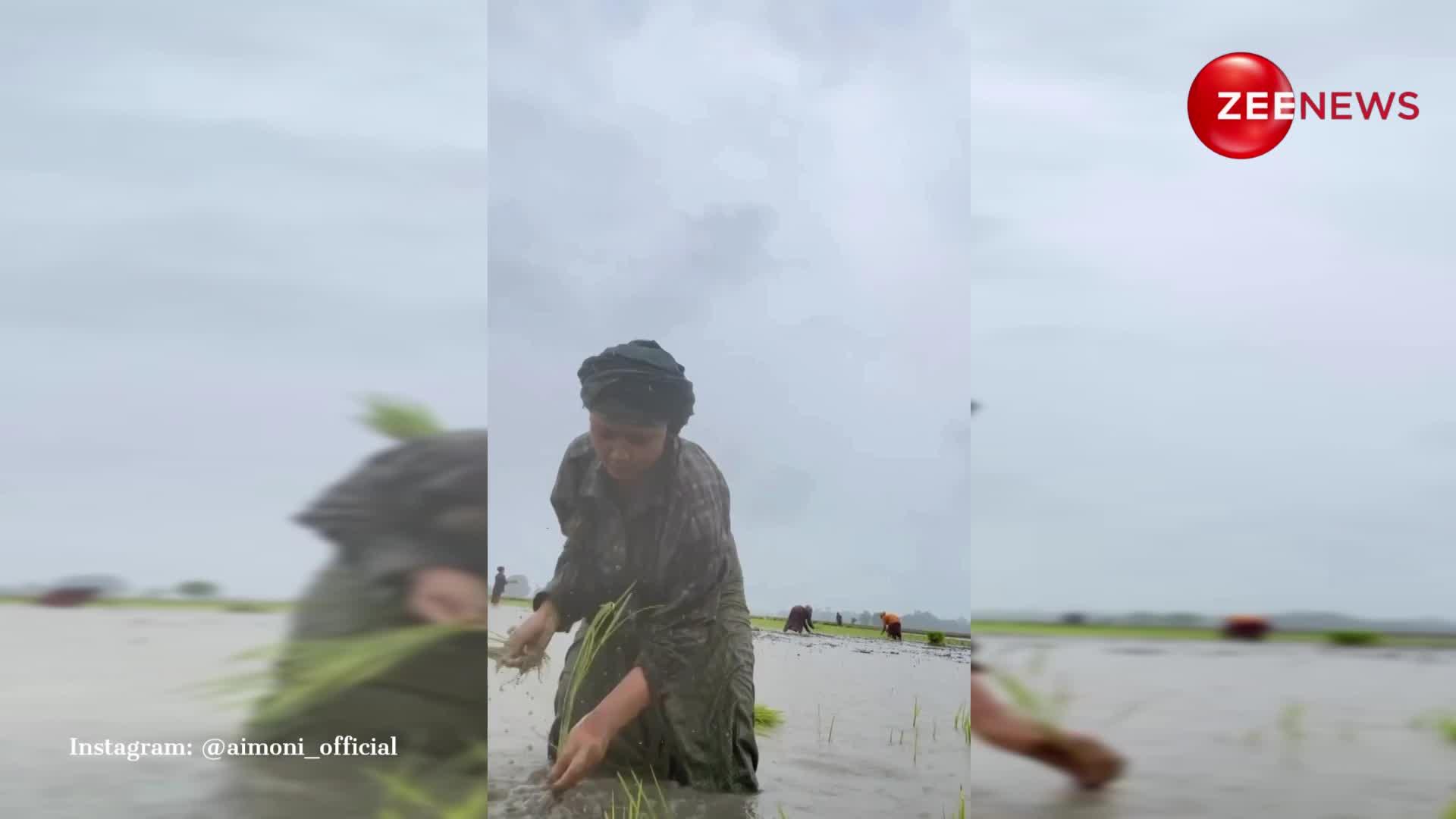 खेत में धान बोते हुए लड़की ने पुष्पा 2 के गाने 'अंगारों' पर किया जोरदार डांस, टैलेंट देख वाह-वाह लिखते रह गए यूजर्स