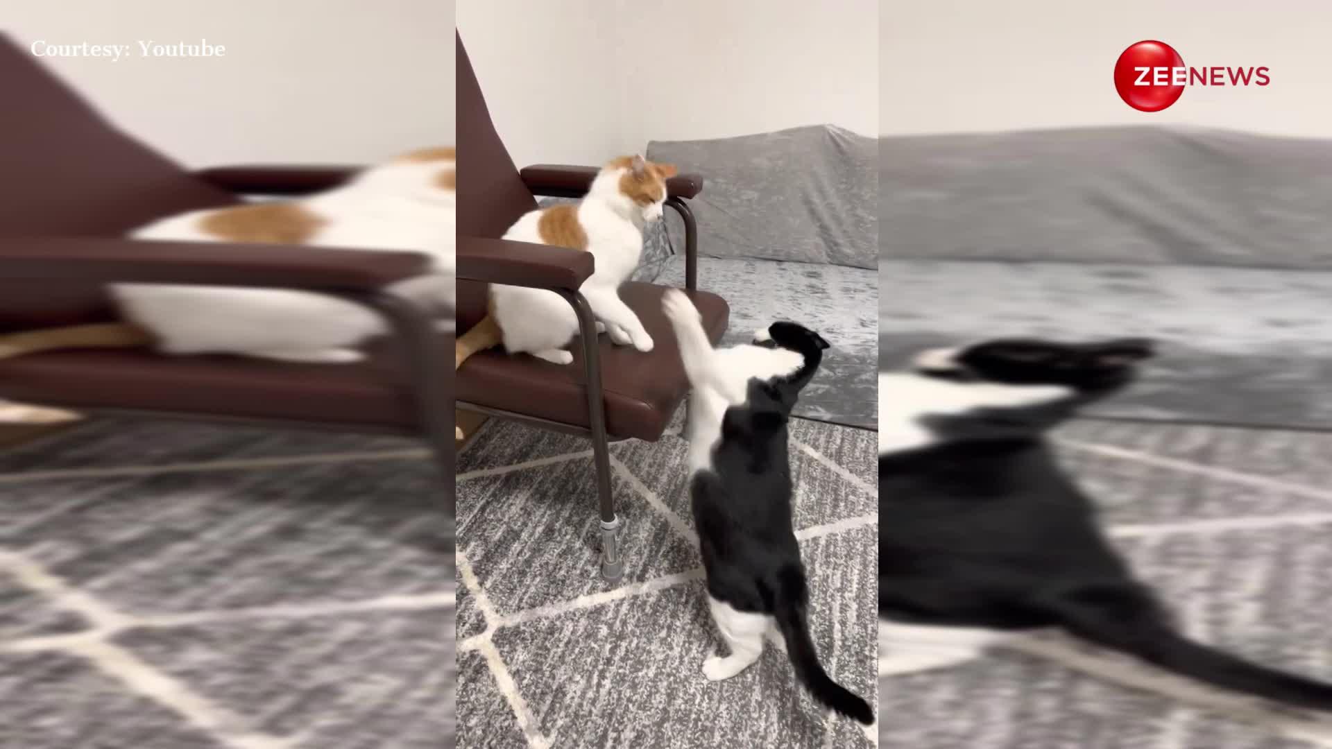 कुर्सी को लेकर दो बिल्लियों में हुई जबरदस्त लड़ाई फाइट का ये वीडियो हुआ वायरल