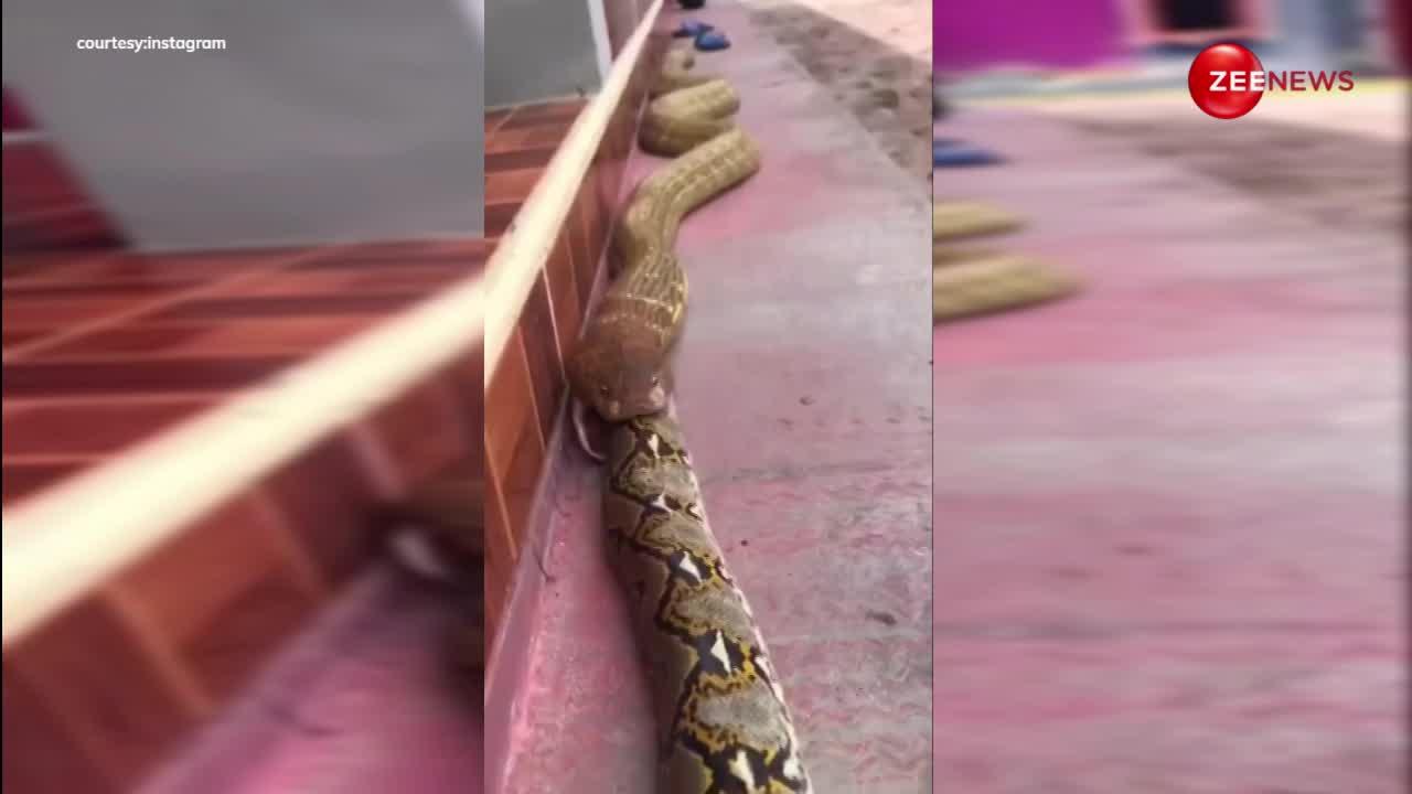 15 फुट के अजगर को निगल गया किंग कोबरा, बच्चे ना देखें ये खतरनाक वीडियो