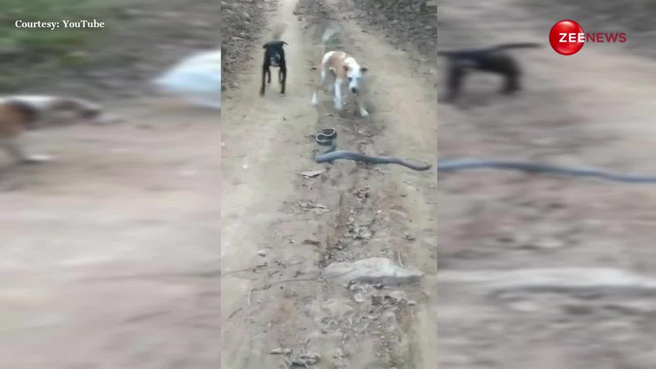 कौन से जन्म की दुश्मनी निकाल रहे हैं ये कुत्ते, कच्ची सड़क पार कर रहा था किंग कोबरा; देखते ही कर डाला अटैक