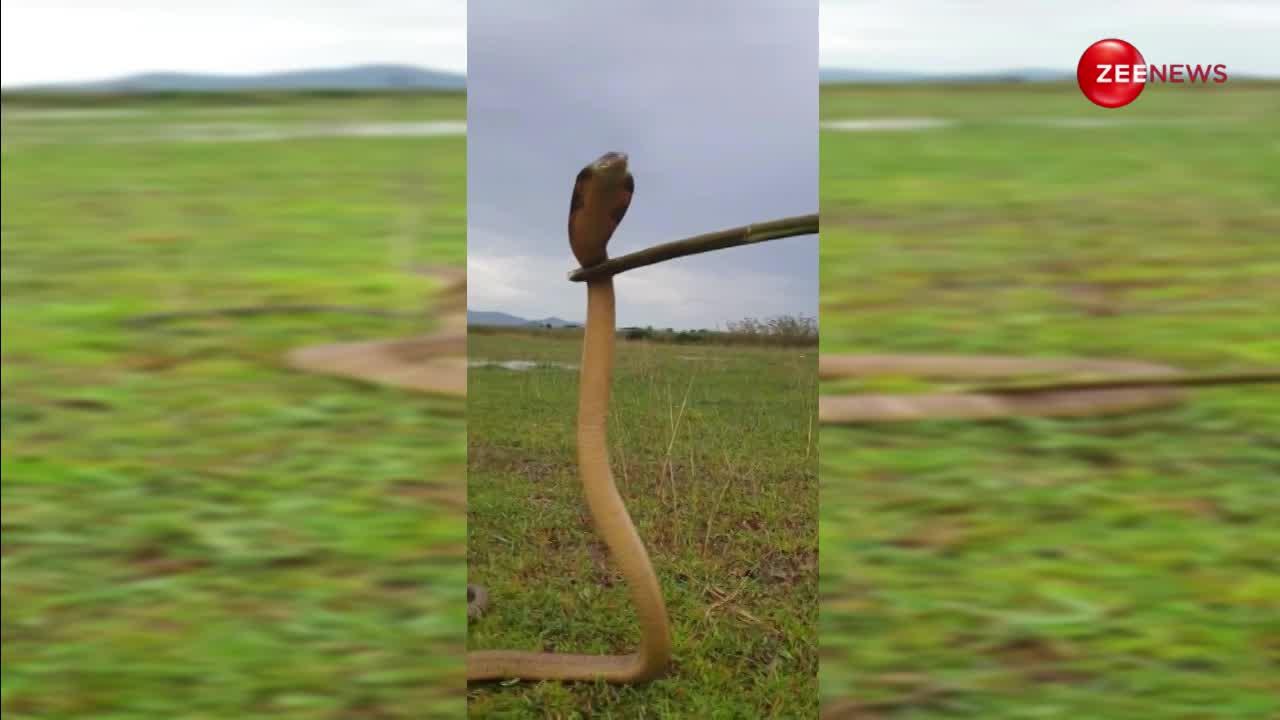 खेत में आदमी की मिला सबसे बड़ा King Cobra, कोई नहीं बता पा रहा कितनी है लंबाई