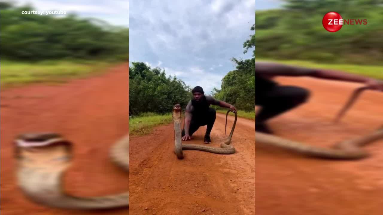 Cobra Viral Video:  एनाकोंडा जैसे डरावने कोबरा को रस्सी समझकर खेलने लगा शख्स! वीडियो देख आप भी पीट लेंगे माथा