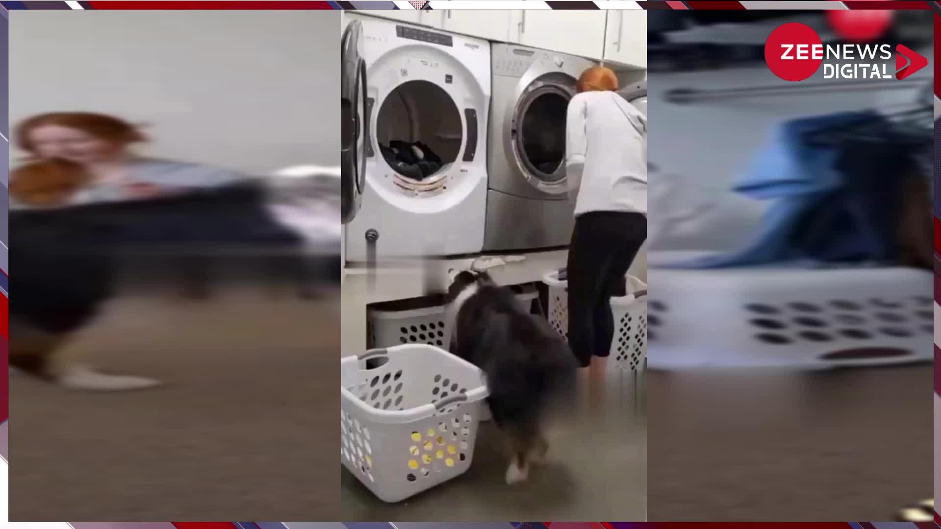 Viral: मशीन में कपड़े धो रही थी युवती, कुत्ते ने की मदद, देख यूजर्स का आ गया दिल...