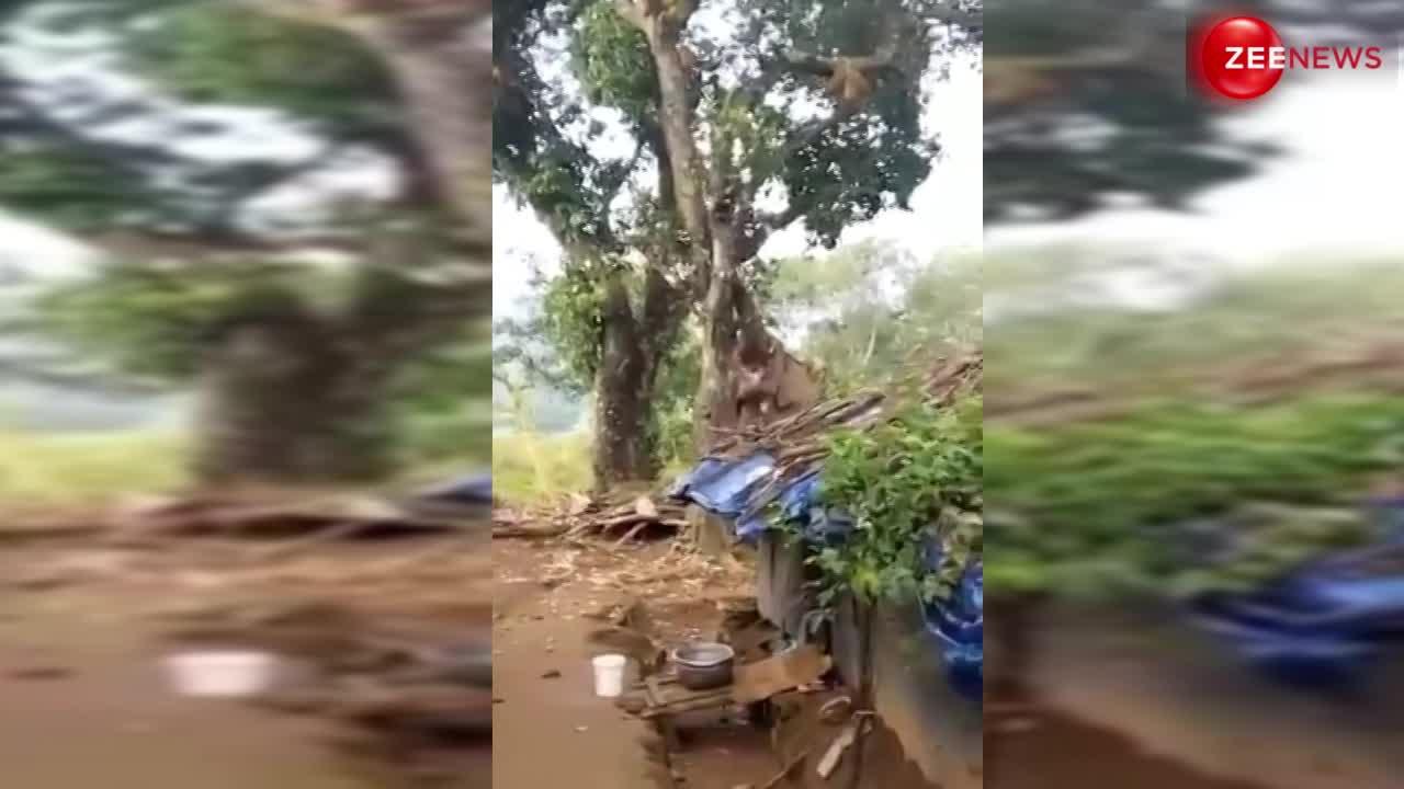 Elephant Viral Video: कटहल के लिए हाथी चढ़ गया पेड़ पर! फिर जो हुआ देख शॉक्ड रह गए लोग