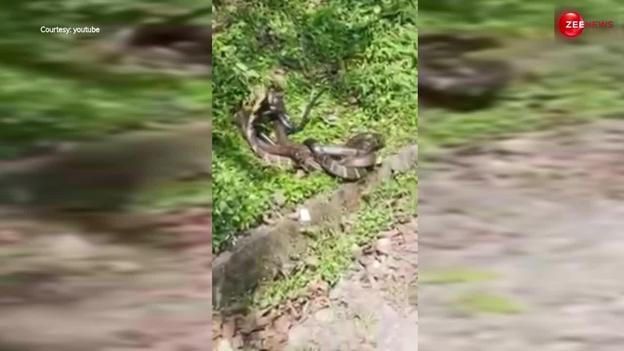 बरसात के मौसम में सड़क किनारे ही कुछ इस तरह रोमांस करने लगा किंग कोबरा, अनोखा नजारा देख लोगों ने फटाफट बना लिया वीडियो