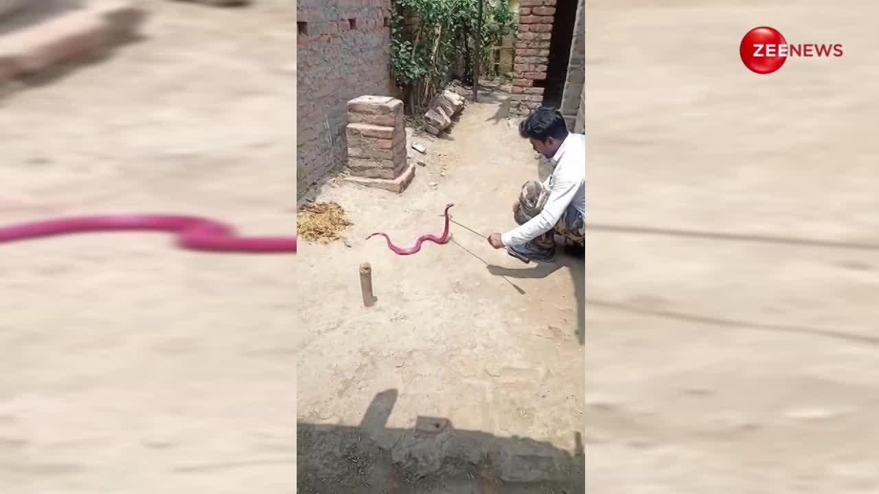 झारखंड के इस गांव में पहली बार रेंगता दिखा दुर्लभ लाल रंग का किंग कोबरा, वीडियो खूब हो रहा है वायरल