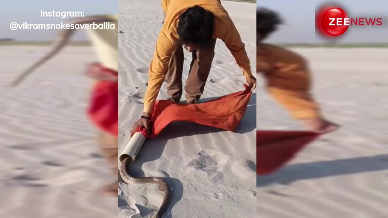 Cobra Viral Video: शख्स ने चुटकी में कैद किया 5 फुट लंबा कोबरा, वीडियो देख खड़े हो जाएंगे रोंगटे
