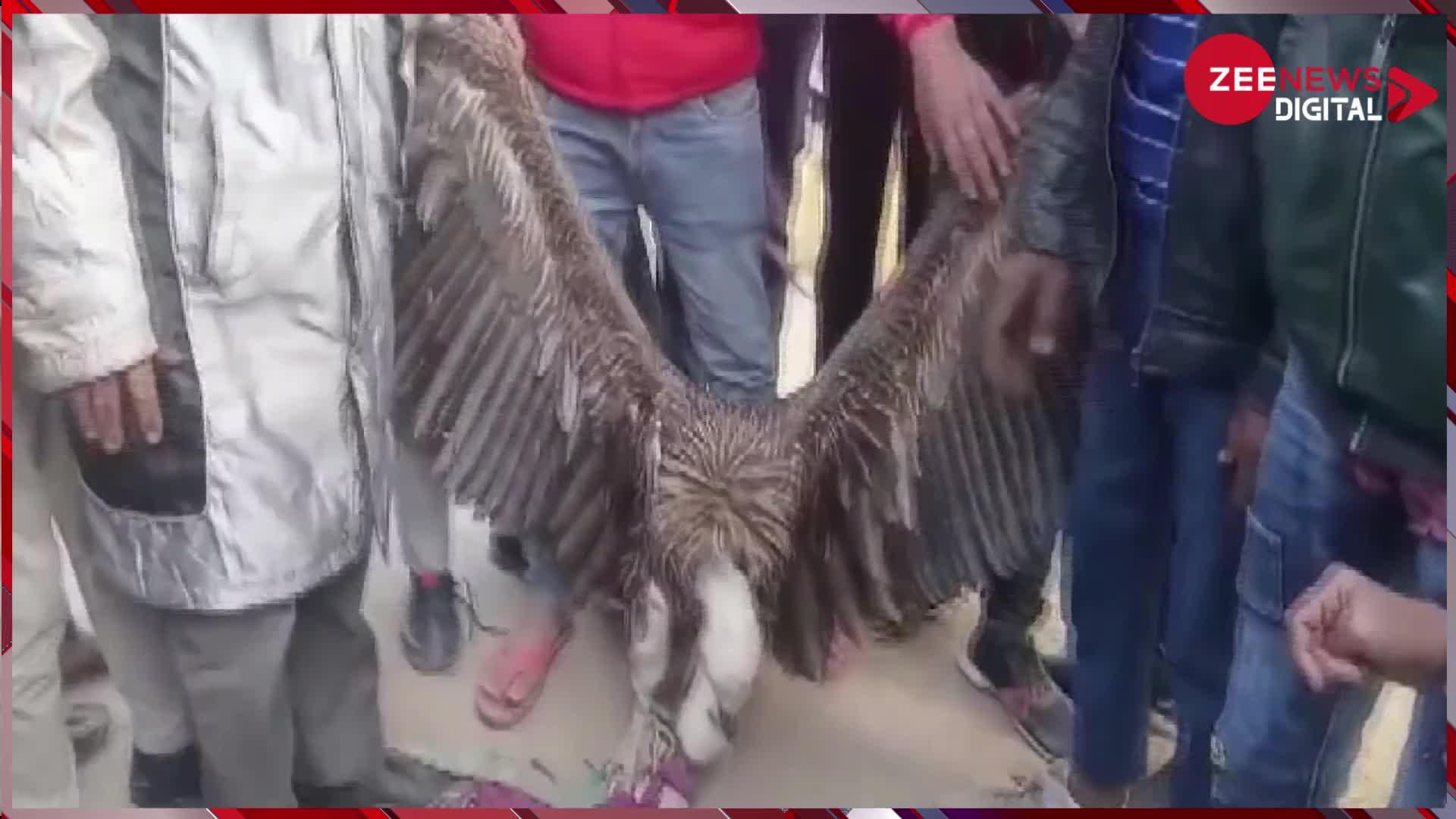 Viral: यूपी के कानपुर में पाया गया दुर्लभ प्रजाति का गिद्ध, 5 फीट लंबे हैं पंख, देखने उमड़ी भीड़